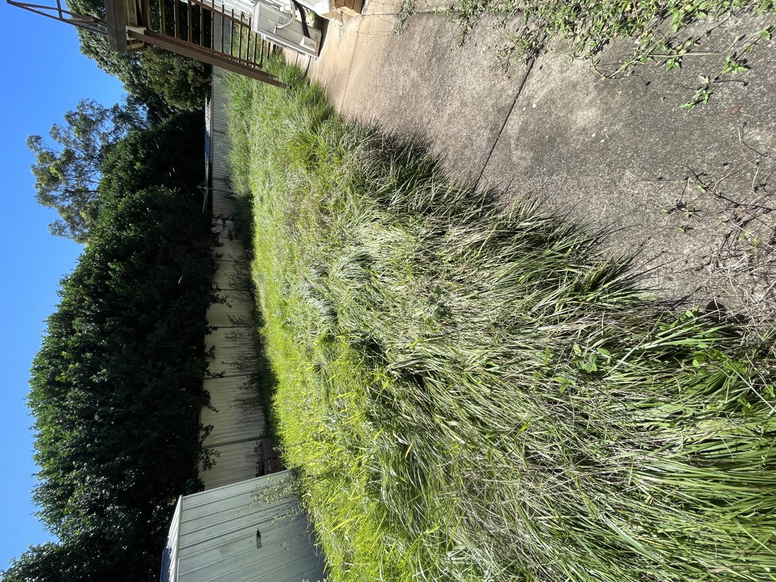 Overgrown backyard before mowing, Brisbane North